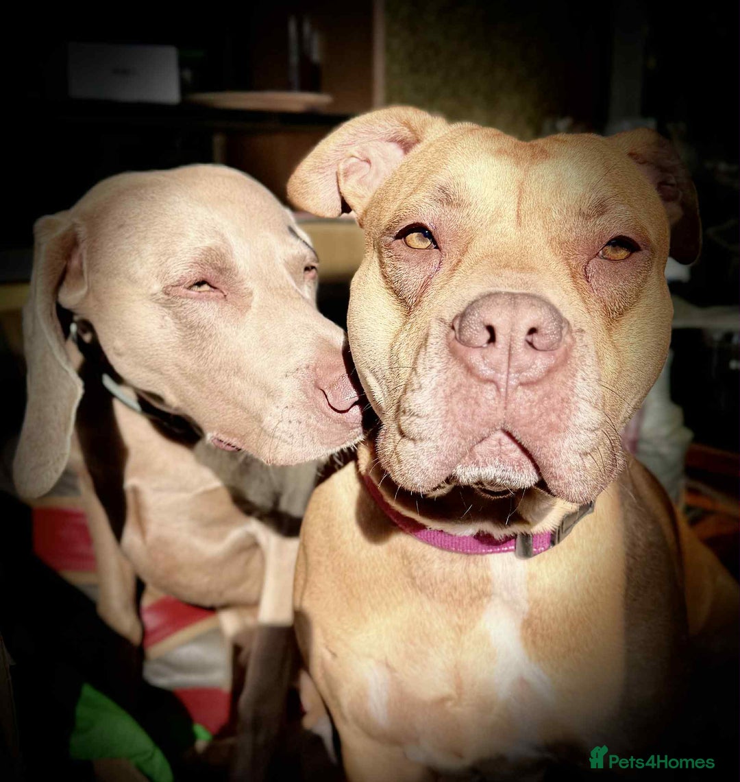 Mixed Breed dogs for sale: Weimaraner Mix Puppies - Image 11