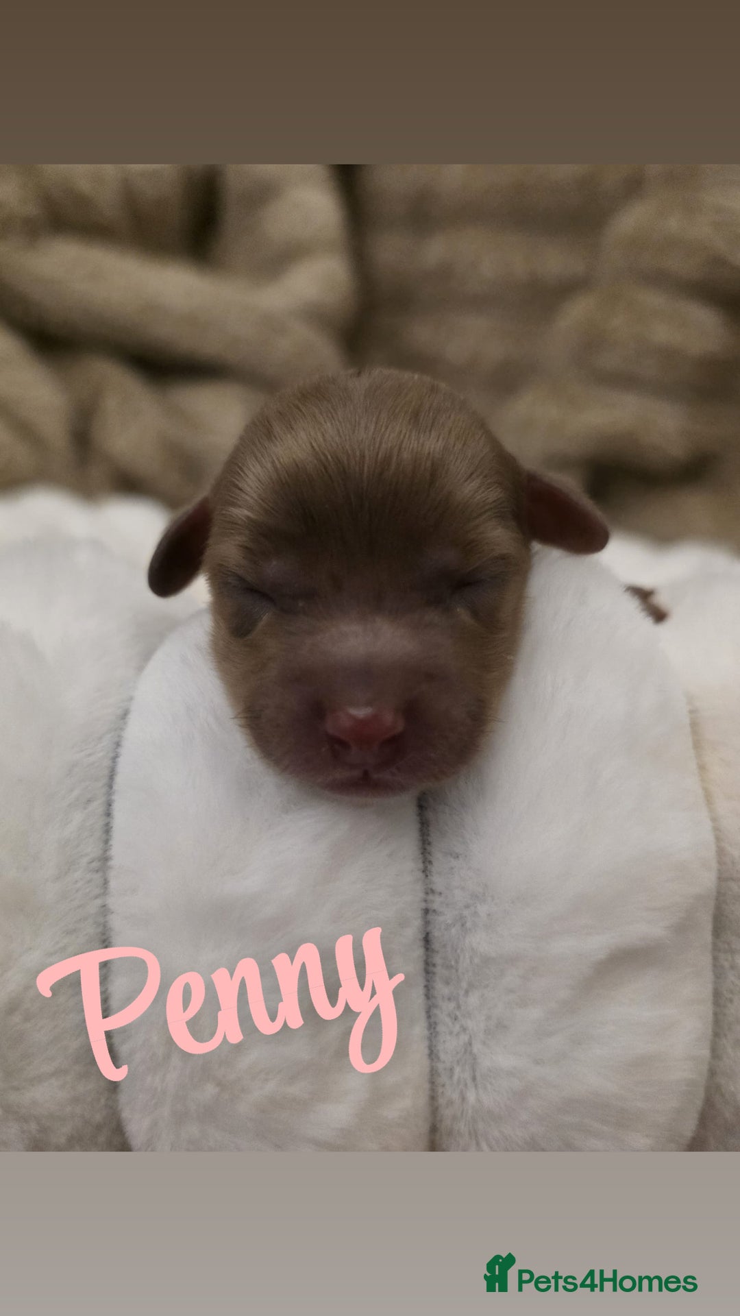 Cockapoo dogs for sale: 🤍 Beautiful F3 Multigen Cockapoo Puppies🤍 - Advert 14