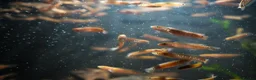 Other/Mixed Breed fish for sale: Red Chinese Snakehead - Advert 22