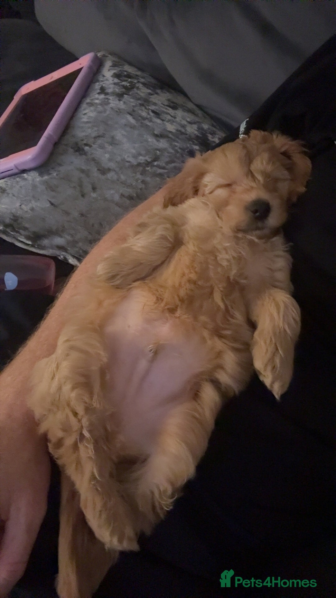 Cockapoo dogs for sale: Toby  - Advert 3