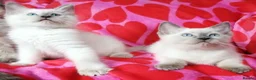 Ragdoll cats for sale: Ragdoll x British shorthair kittens - Advert 6