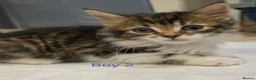 Mixed Breed cats for sale: ​🐾 6 Beautiful Kittens ready to go 💙🩷 - Advert 13