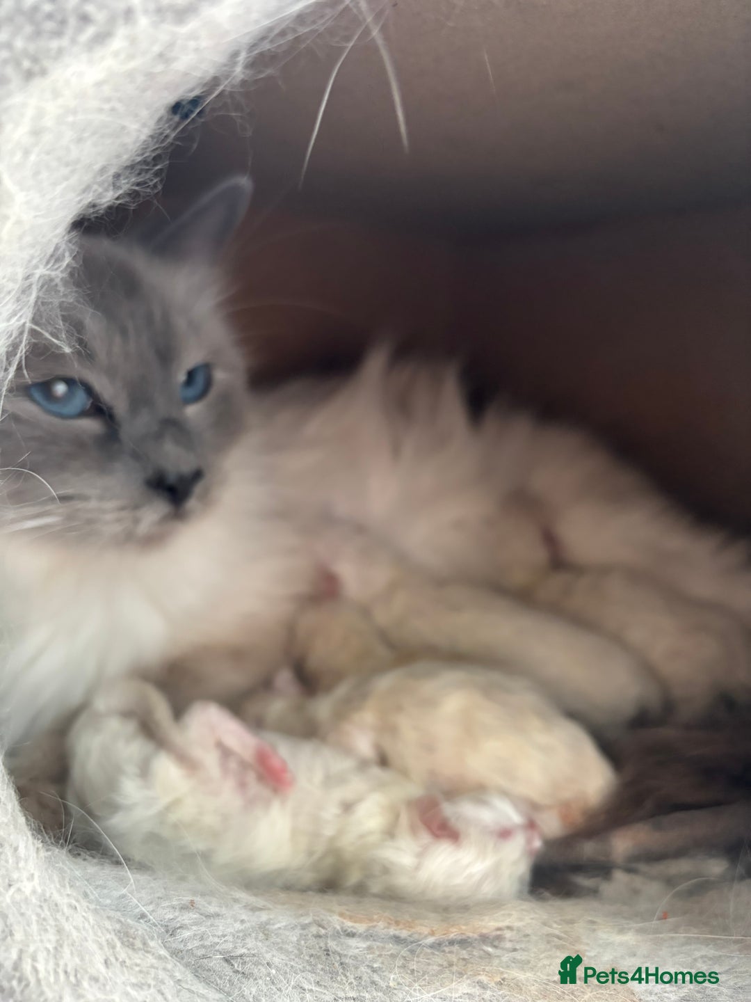 Ragdoll cats for sale: GCCF and TICA reg Queen - Advert 3