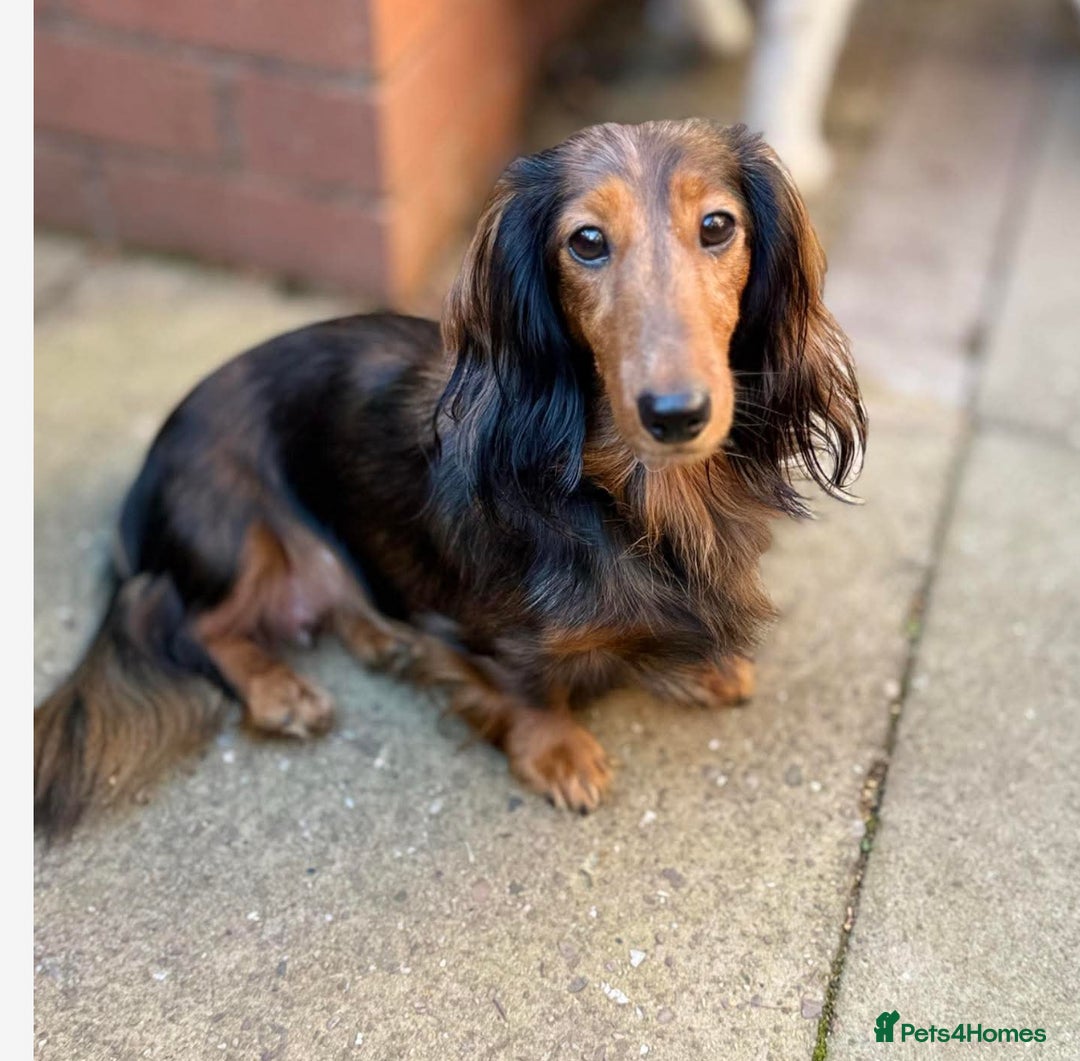 Miniature Dachshund dogs for sale: Mini long hair dapple dachshunds - Image 8