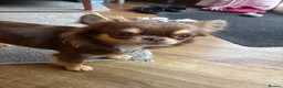 Chihuahua dogs for sale: Two chihuahua brothers looking for a new home - Advert 8