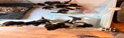 English Springer Spaniel dogs for sale: Working Springer Spaniel Puppies  in Midhurst - Advert 8