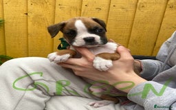 Boxer dogs for sale: Beautiful boxer puppies in Gainsborough  - Image 3