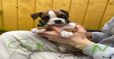 Boxer dogs - Advert 3