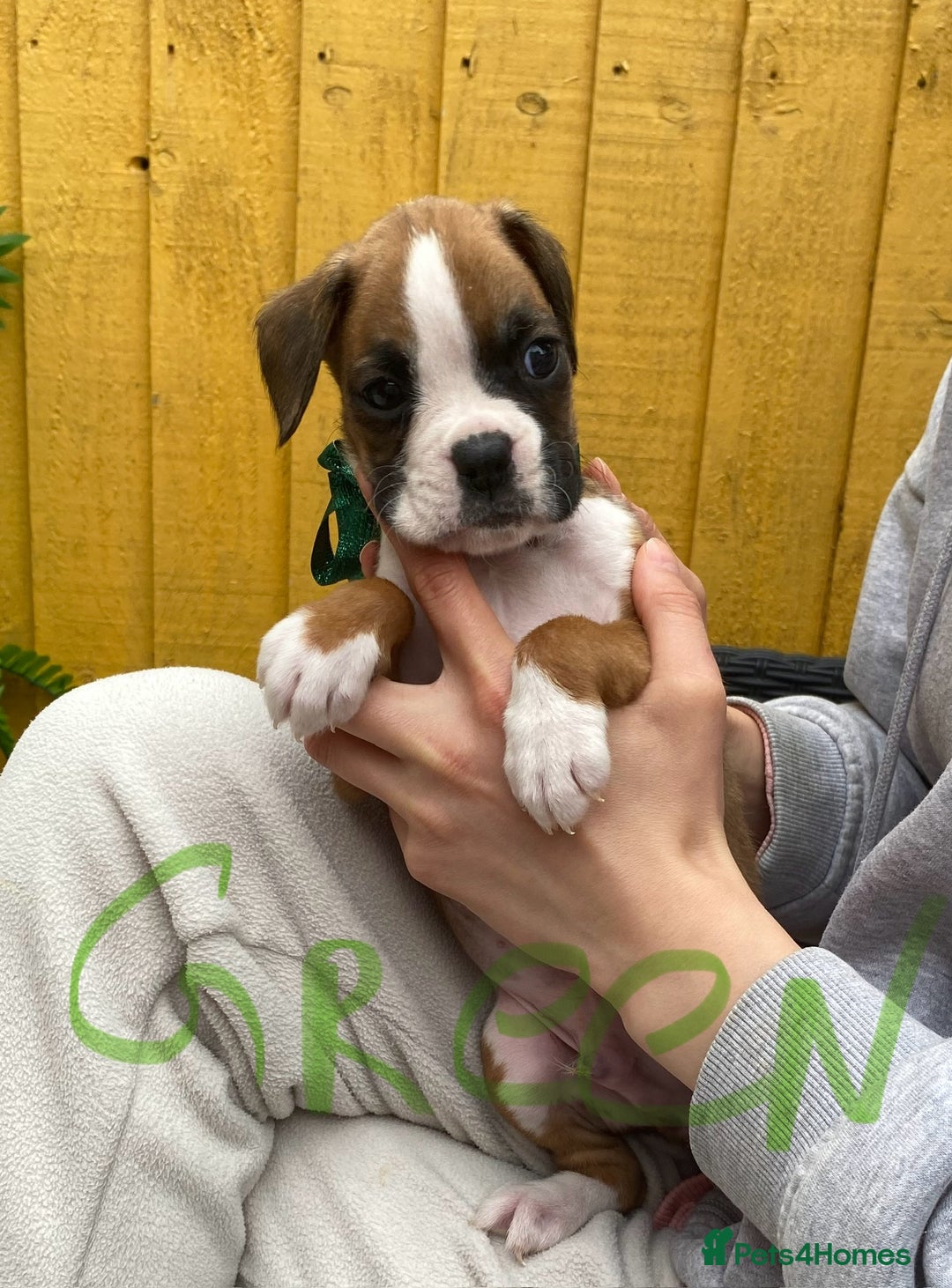 Boxer dogs for sale: Beautiful boxer puppies in Gainsborough  - Image 3
