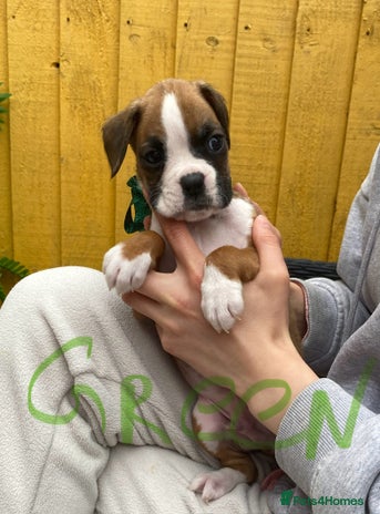 Boxer dogs - Advert 9