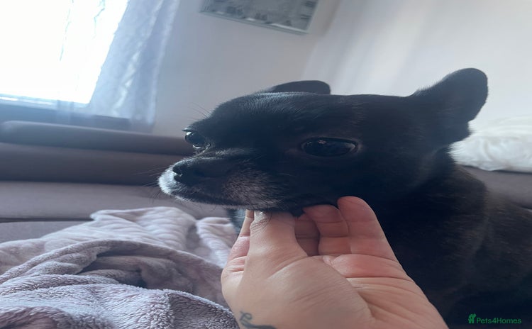 Mixed Breed dogs Princess - Advert 4