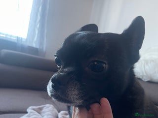 Mixed Breed dogs Princess - Advert 6