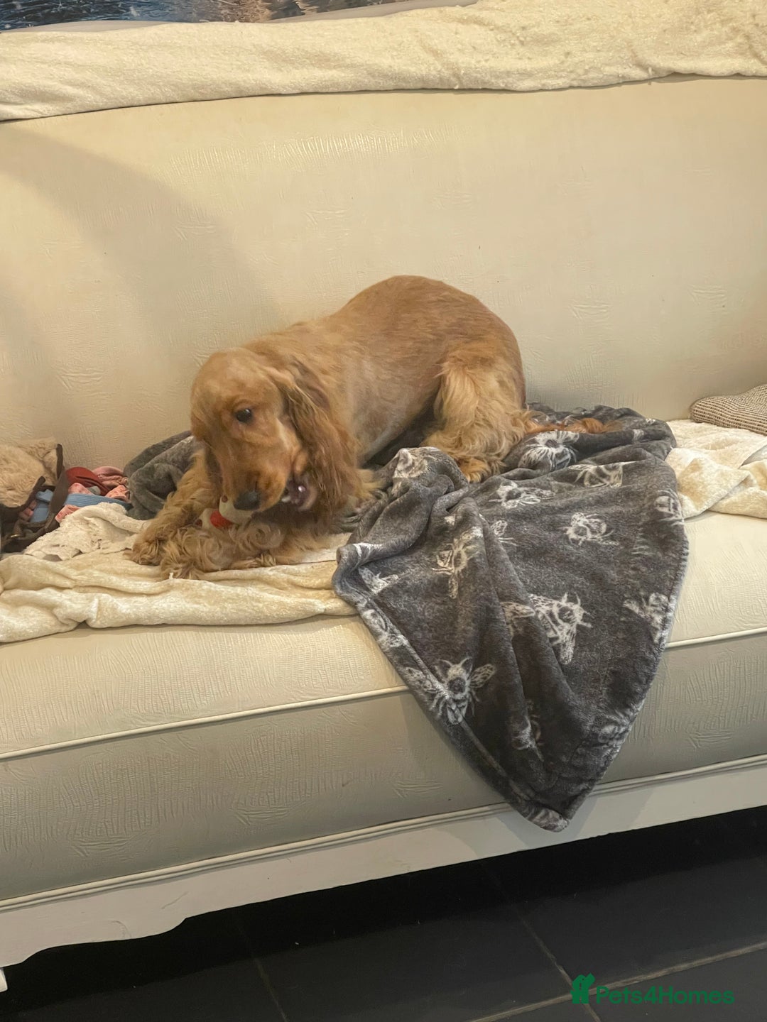 Cocker Spaniel dogs for stud: PROVEN ! Show type Cocker Spainel for stud duties  in Rugby - Image 2