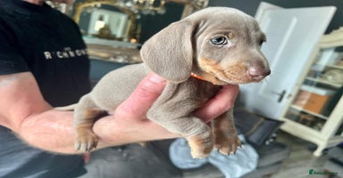 Miniature Dachshund dogs 1st TIME ADVERTISED, KC REG, TRUE MINI DACHSHUND  - Advert 16
