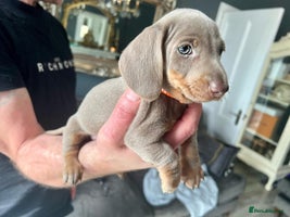 Miniature Dachshund dogs 1st TIME ADVERTISED, KC REG, TRUE MINI DACHSHUND - Advert 16
