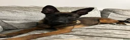 Belgian Shepherd Dog dogs for sale: 6 month old Belgian Malinois  - Advert 9
