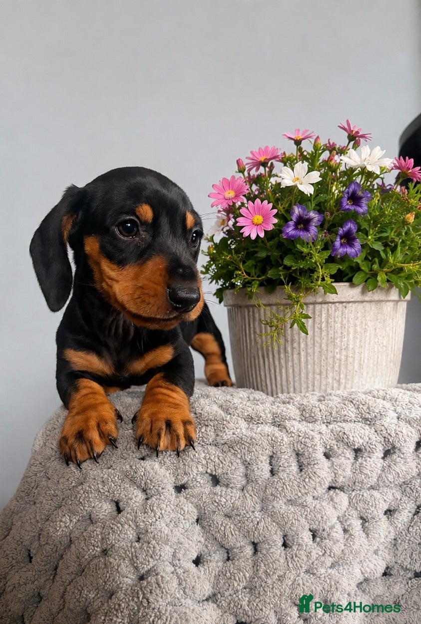 Miniature Dachshund dogs 3 strong healthy puppies  - Advert 1