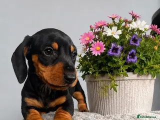Miniature Dachshund dogs 3 strong healthy puppies - Advert 1