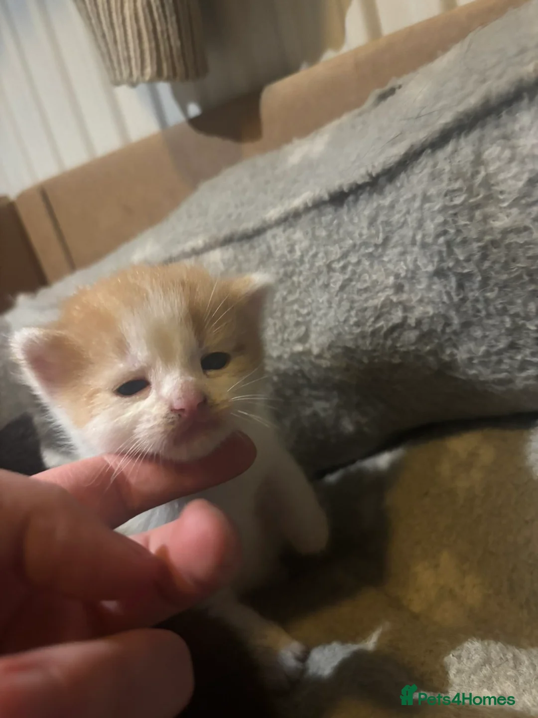 Mixed Breed cats for sale: 4 absolutely gorgeous kittens for sale  in Rotherham - Advert 10