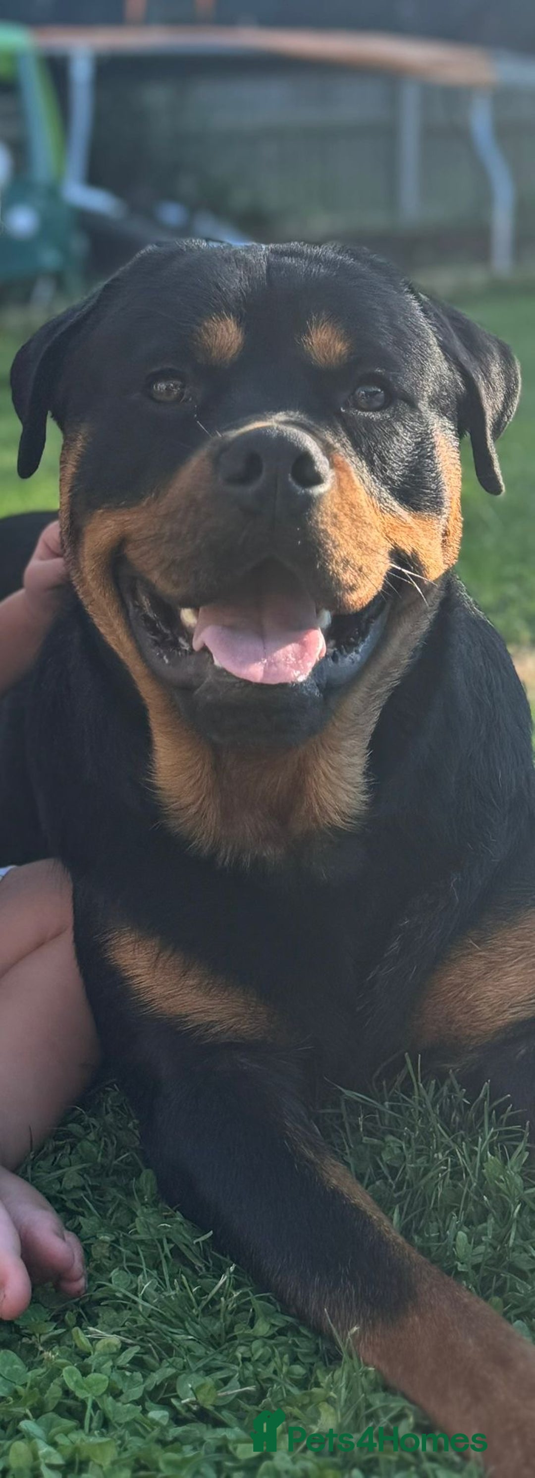 Rottweiler dogs for sale: Rottweiler puppies for sale - Image 20