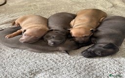 Italian Greyhound dogs for sale: Italian Greyhound Puppies from Champion Lines - Image 3