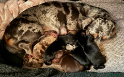 Miniature Dachshund dogs for sale: Miniature Smooth-Coat Dachshund  - Image 1