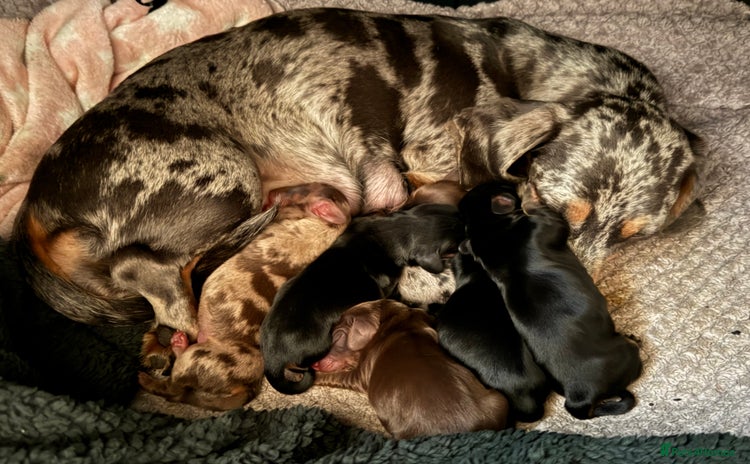 Miniature Dachshund dogs - Advert 2