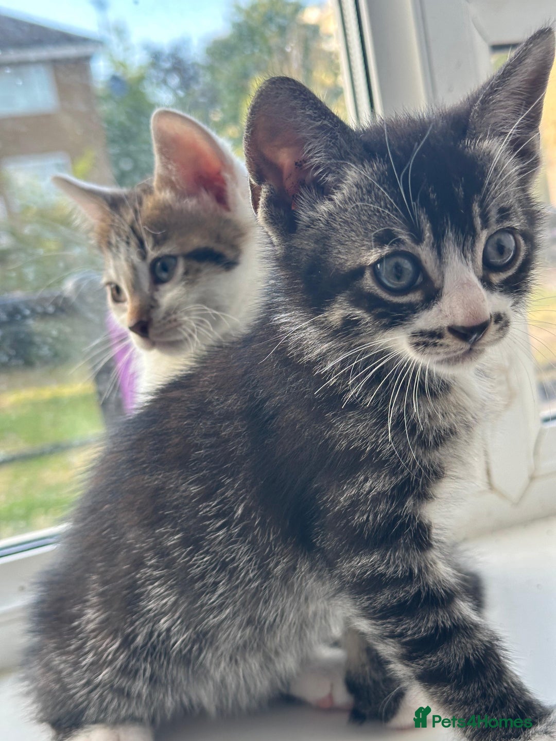 Bengal cats for sale: 6 Cross Bengal Kittens - Image 8