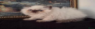 Persian 4