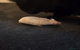 Pygmy Hedgehog rodents for sale: Blonde Lesser-Tenrec & Full Set up  - Image 3