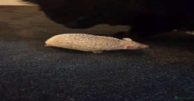 Pygmy Hedgehog rodents - Advert 4