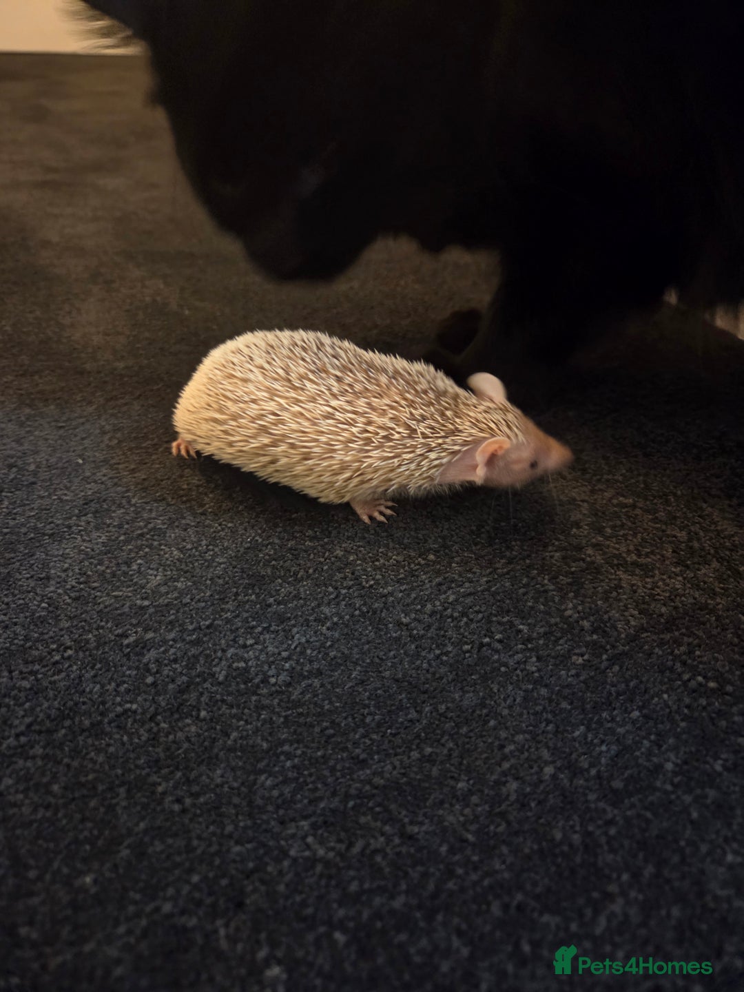 Pygmy Hedgehog rodents for sale: Blonde Lesser-Tenrec & Full Set up  - Image 3
