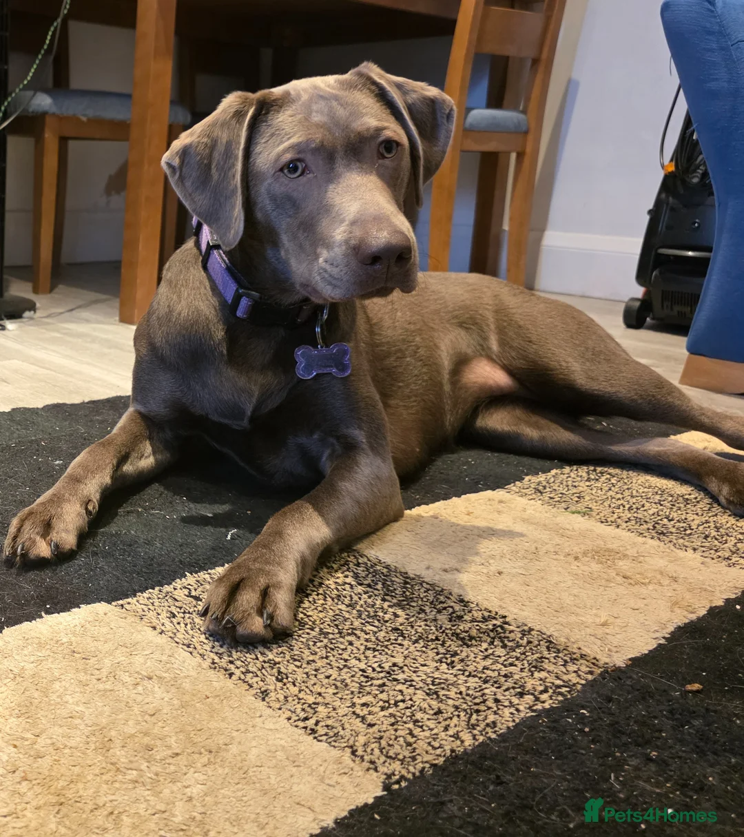 Labrador Retriever dogs for sale: Re homing dog  - Advert 2