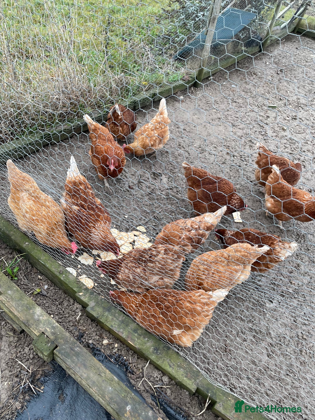 Chickens poultry for sale: 13 brown hens  - Advert 2