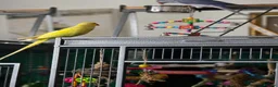 Ringnecks birds for sale: Male and female ringneck for rehome in Ryde - Advert 6