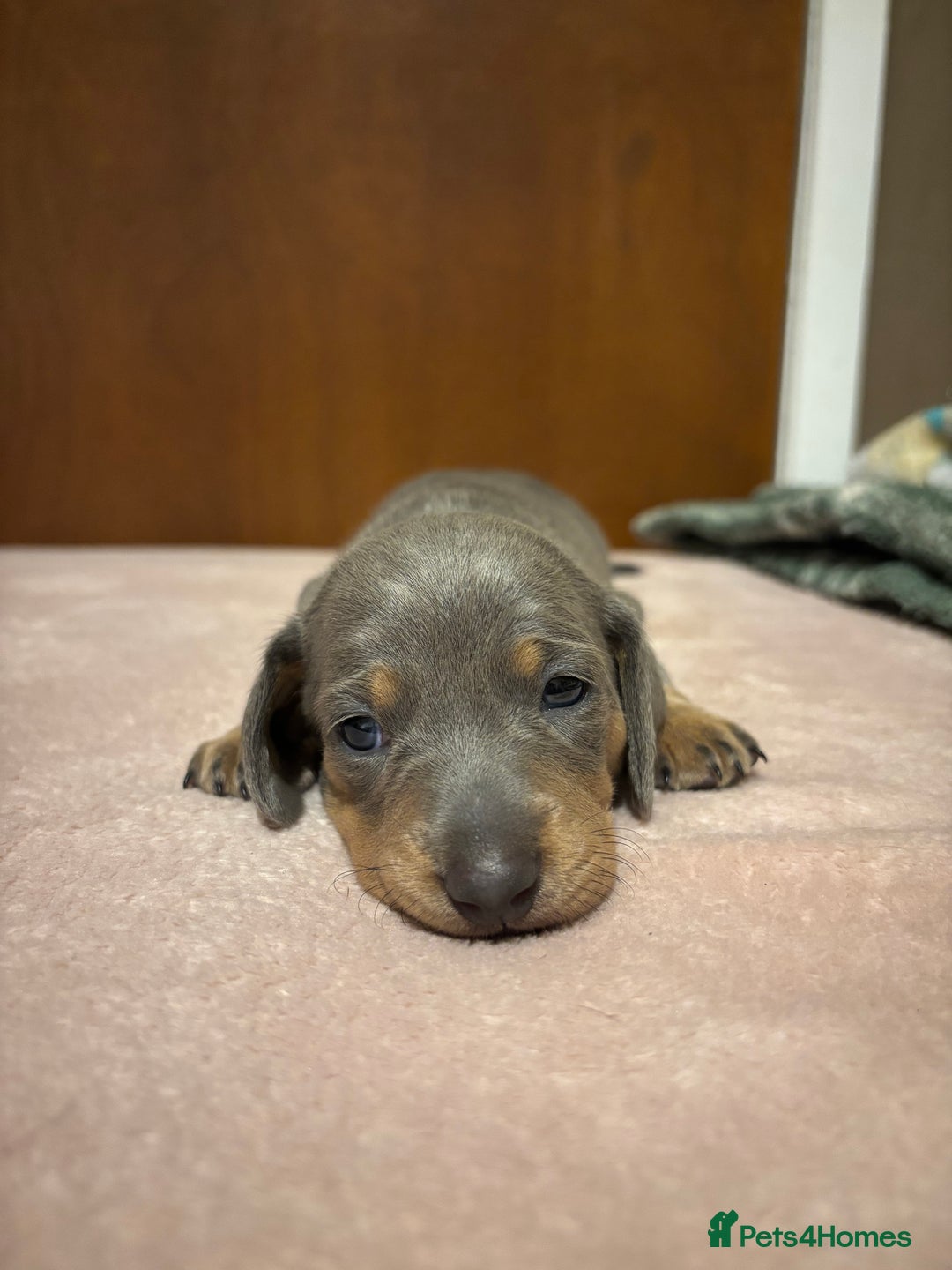 Miniature Dachshund dogs for sale: Miniature dachshund (1 girl left) - Advert 6