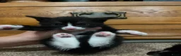 Mixed Breed cats for sale: Last ones remaining  - Advert 9