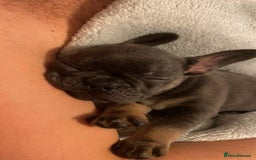 French Bulldog dogs for sale: Female French bulldog  - Image 4