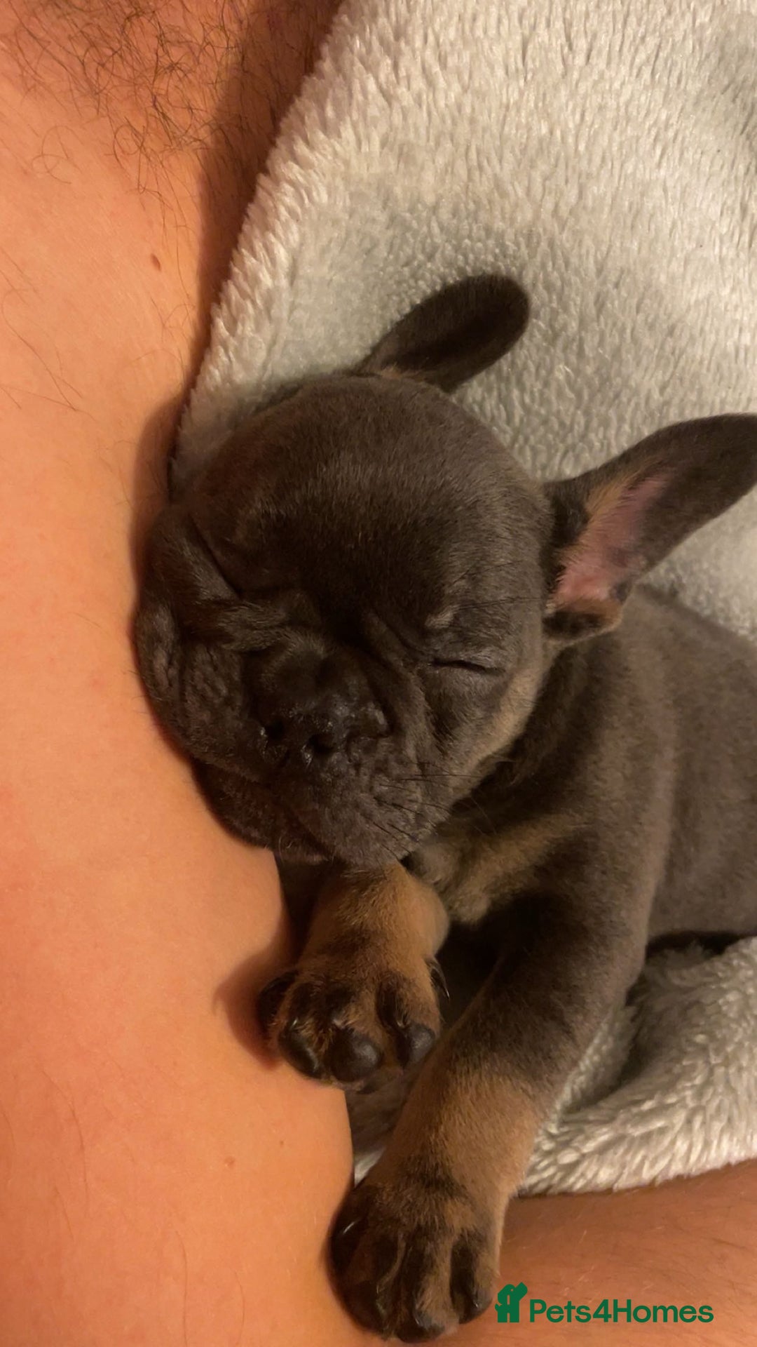 French Bulldog dogs for sale: Female French bulldog  - Image 4