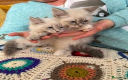 Siberian cats for sale: Siberian Neva Masquerade - Image 4