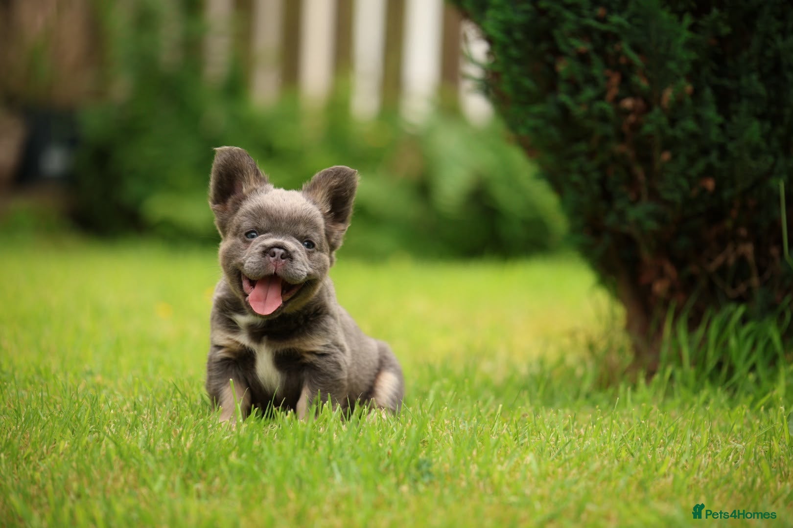 French Bulldog dogs French bulldog puppies  - Advert 16