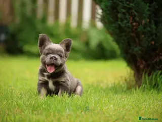 French Bulldog dogs French bulldog puppies - Advert 1
