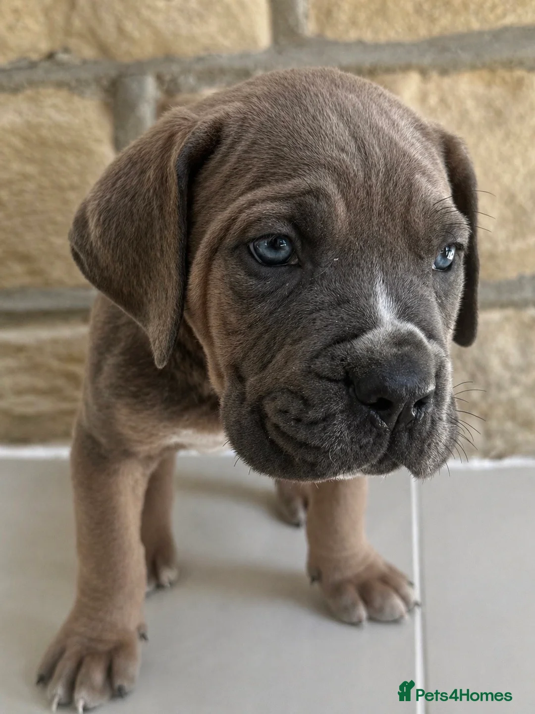 Cane Corso dogs for sale: 9 Purebred Cane Corso Puppies in Pudsey - Advert 2