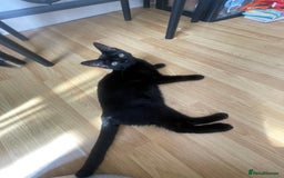 Bombay cats for sale: Baby boy kitten  - Image 2