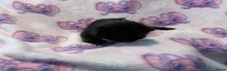 Mixed Breed cats for sale: Frankie’s Kittens Ready 20th August - Advert 12