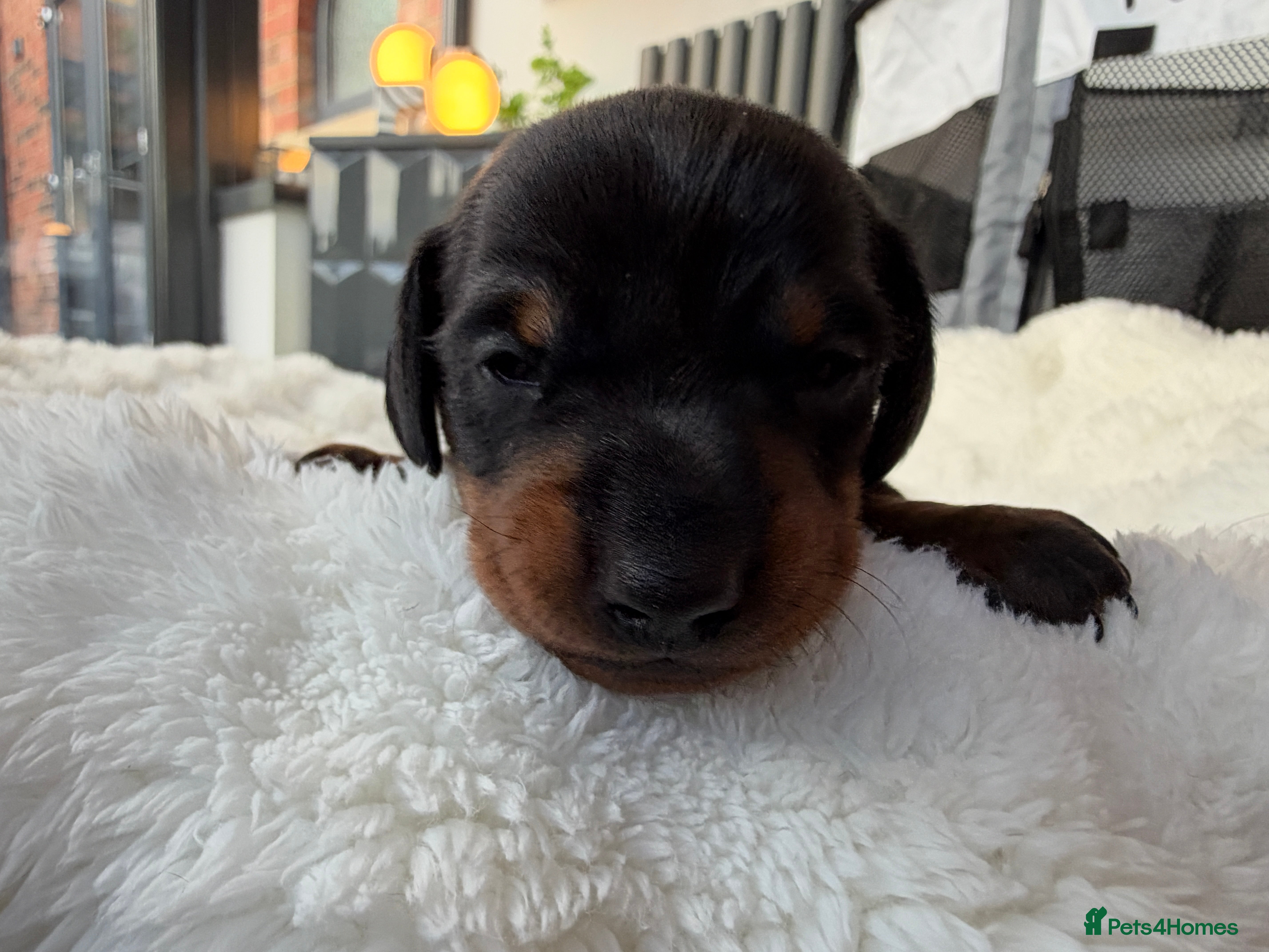 Miniature Dachshund dogs Three Stunning Mini Daschunds Girls - Advert 2