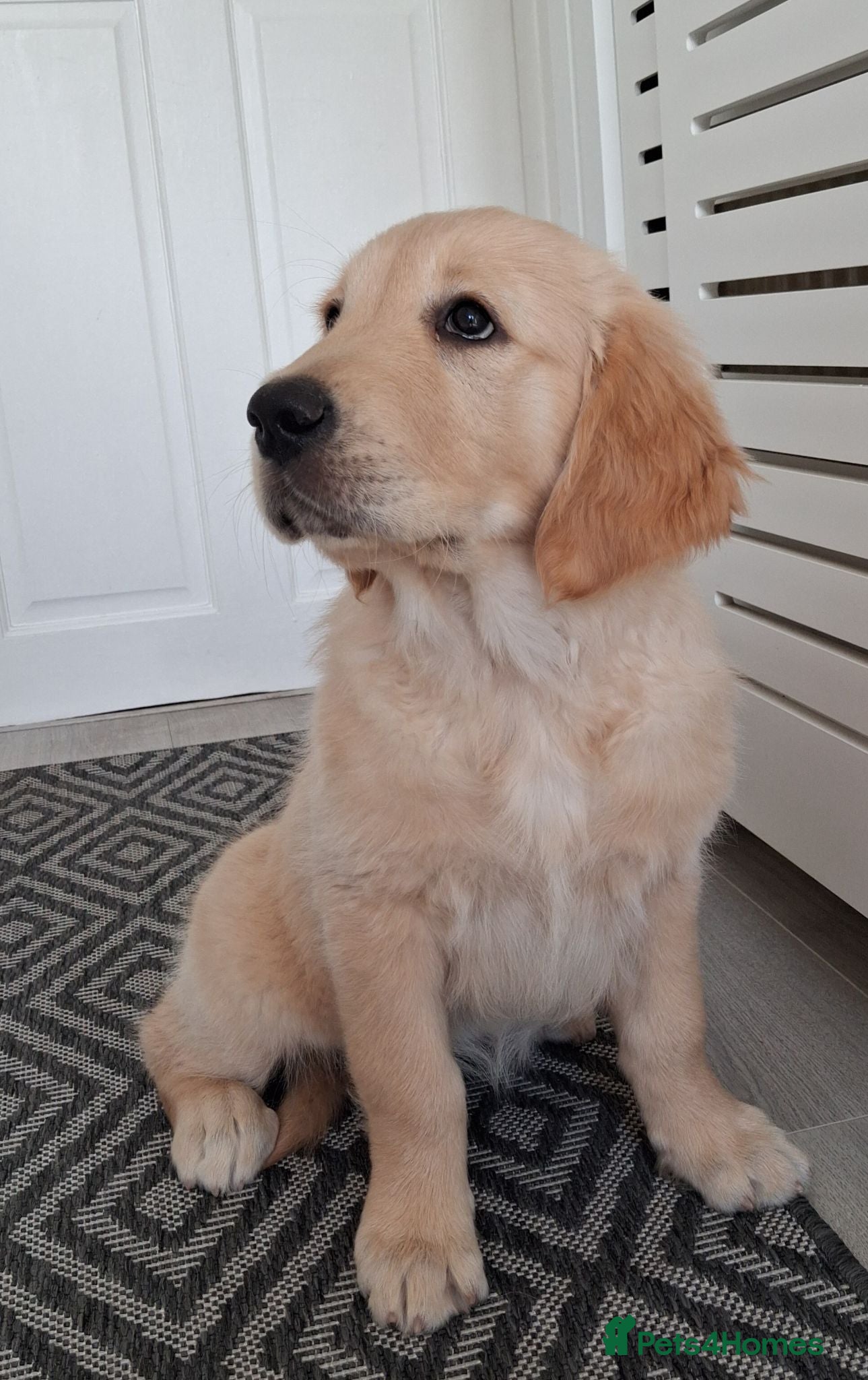 Golden Retriever dogs Only 1 girl ready to go!  - Advert 4