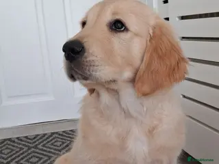 Golden Retriever dogs Only 1 girl ready to go! - Advert 4