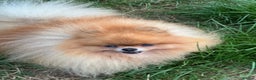 Pomeranian dogs for stud: Kc orange pomeranian for stud duties in Reigate - Advert 6