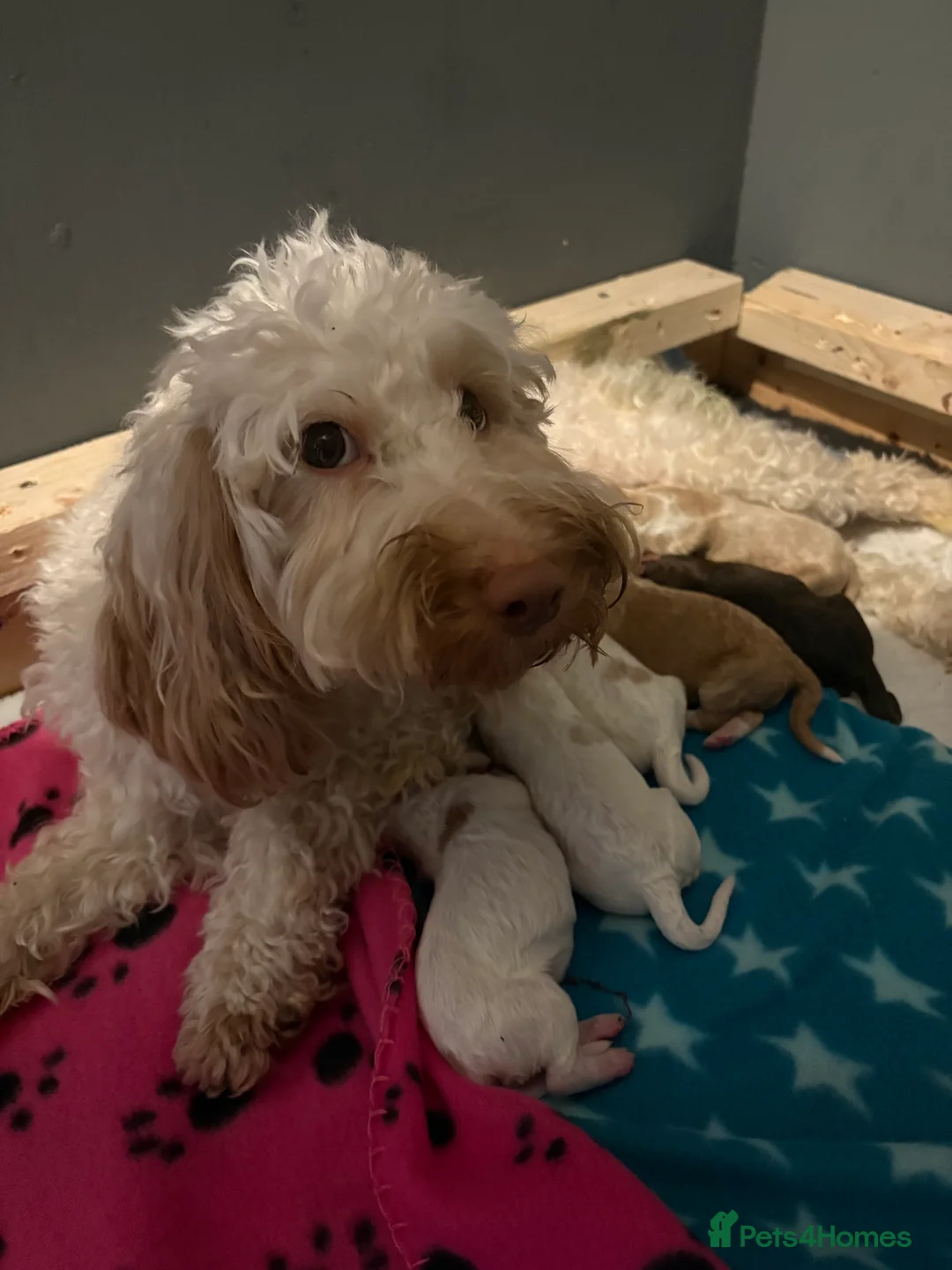 Cockapoo dogs for sale: 🐶🐾Cockapoo puppies🐶🐾 - Advert 3